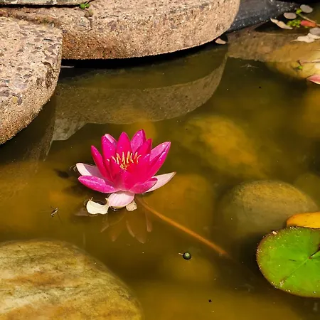 In Διαμέρισμα *